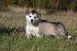 ALASKAN MALAMUTE 442